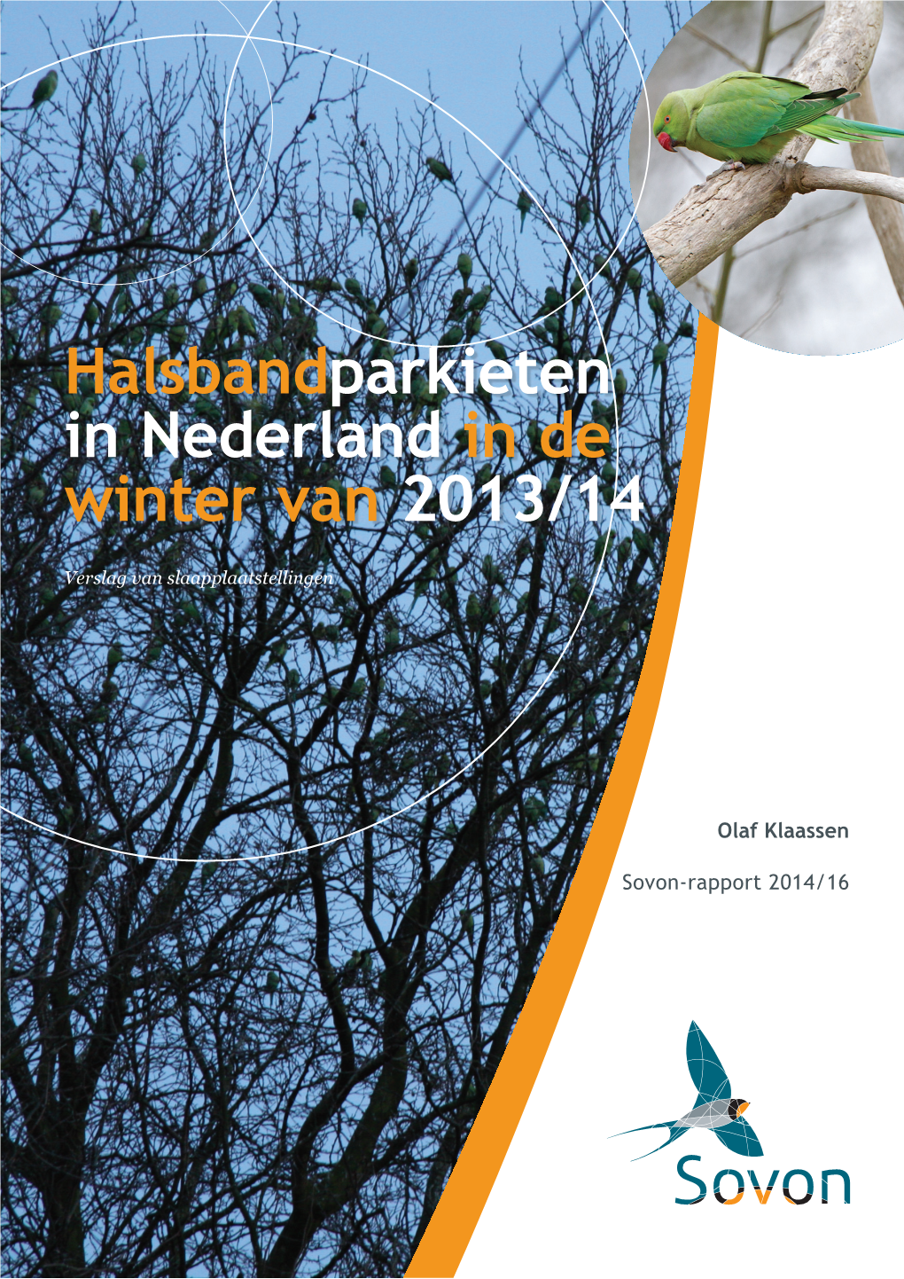 'Halsbandparkieten in Nederland in De Winter Van 2013