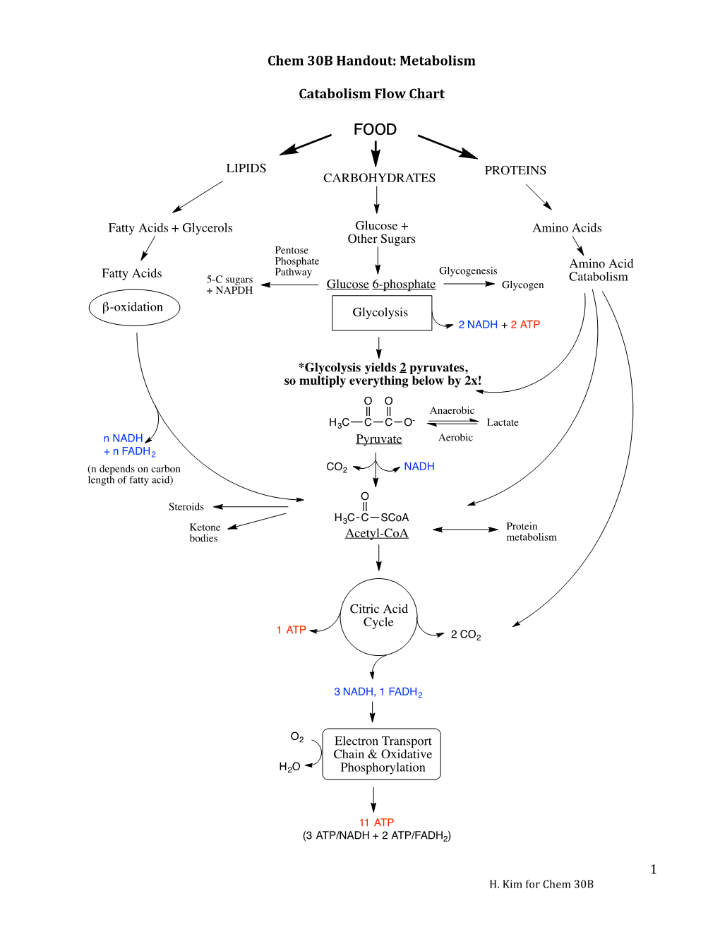 1 Chem 30B Handout: Metabolism Catabolism Flow Chart