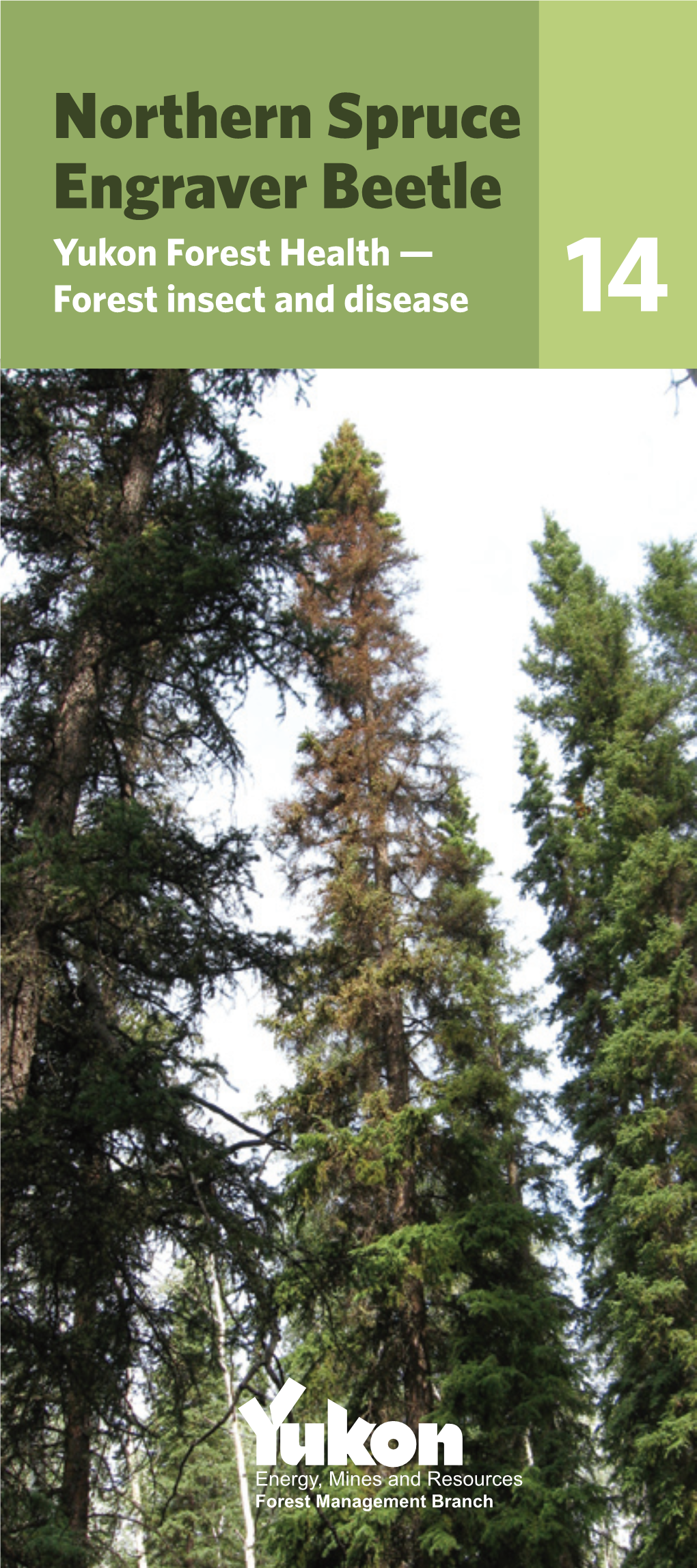 Northern Spruce Engraver Beetle Yukon Forest Health — Forest Insect And ...