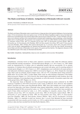 The Black Coral Fauna (Cnidaria: Antipatharia) of Bermuda with New Records