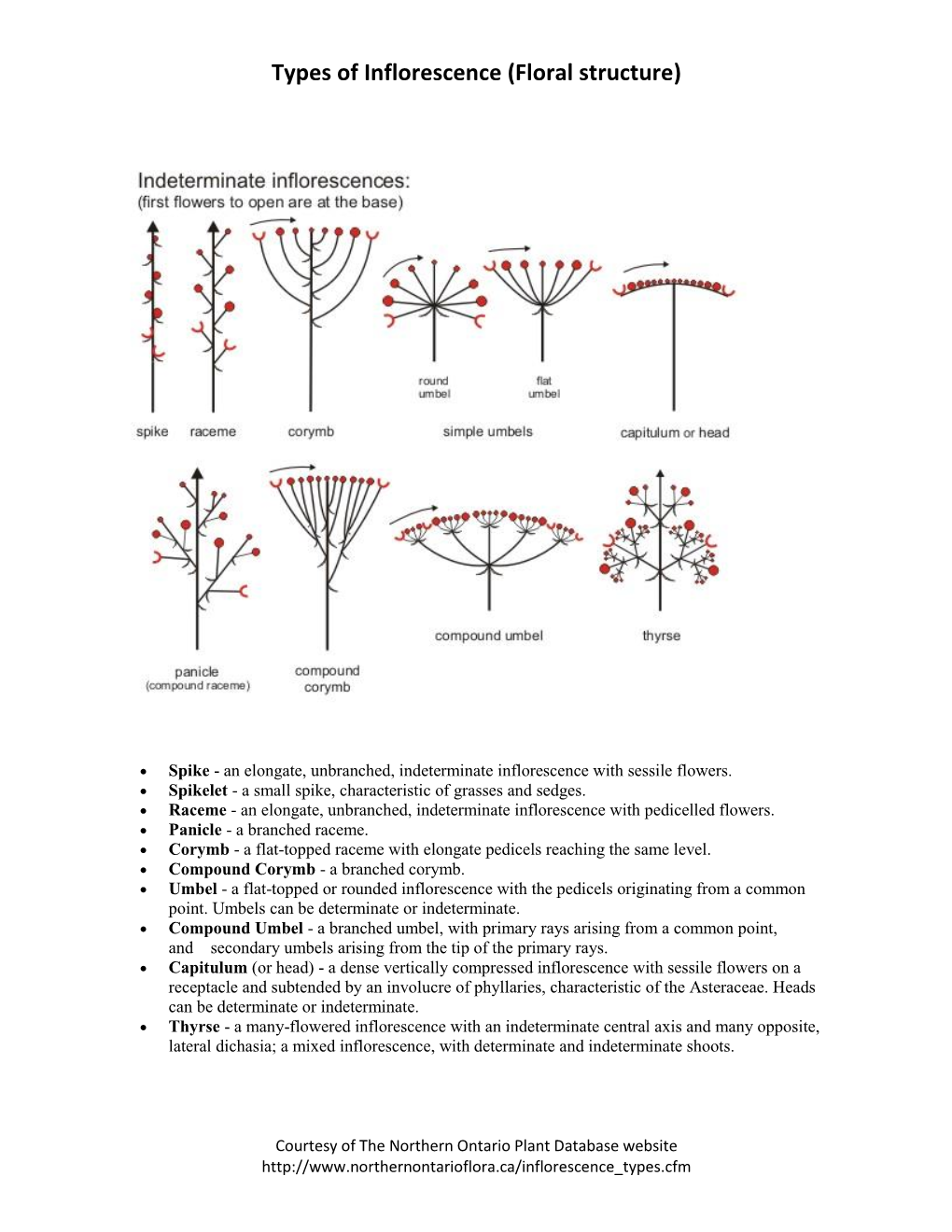 Types of Inflorescence (Floral Structure)