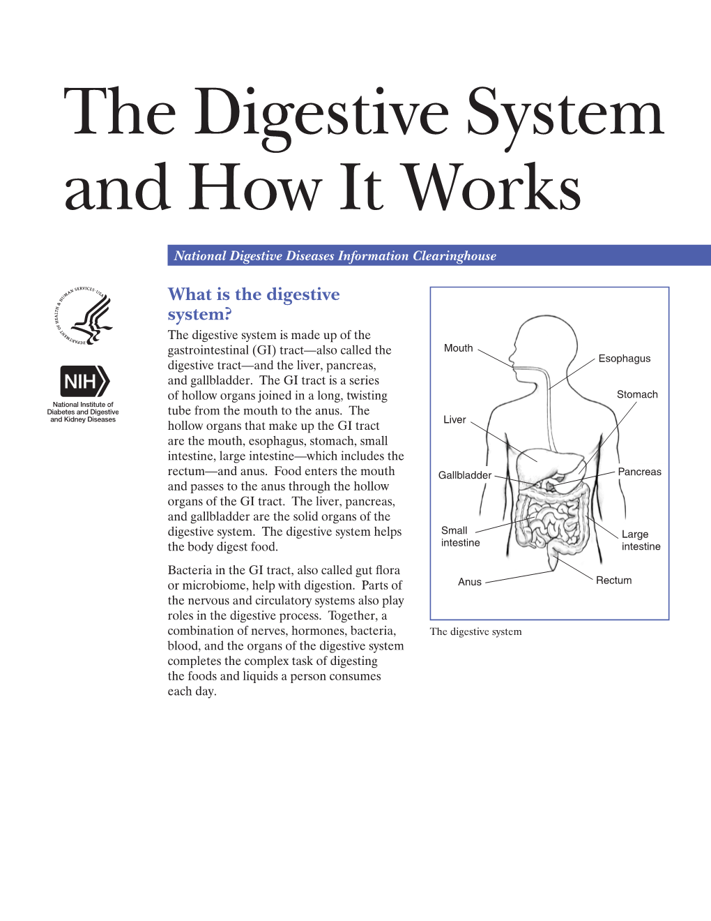 The Digestive System and How It Works