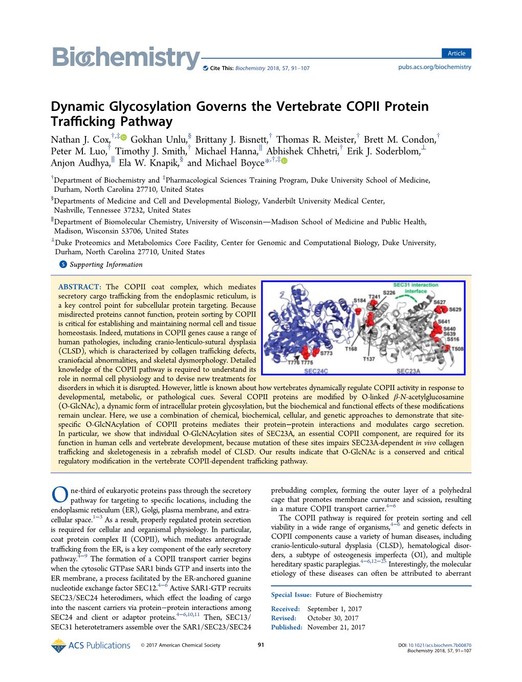 Dynamic Glycosylation Governs the Vertebrate COPII Protein Trafficking