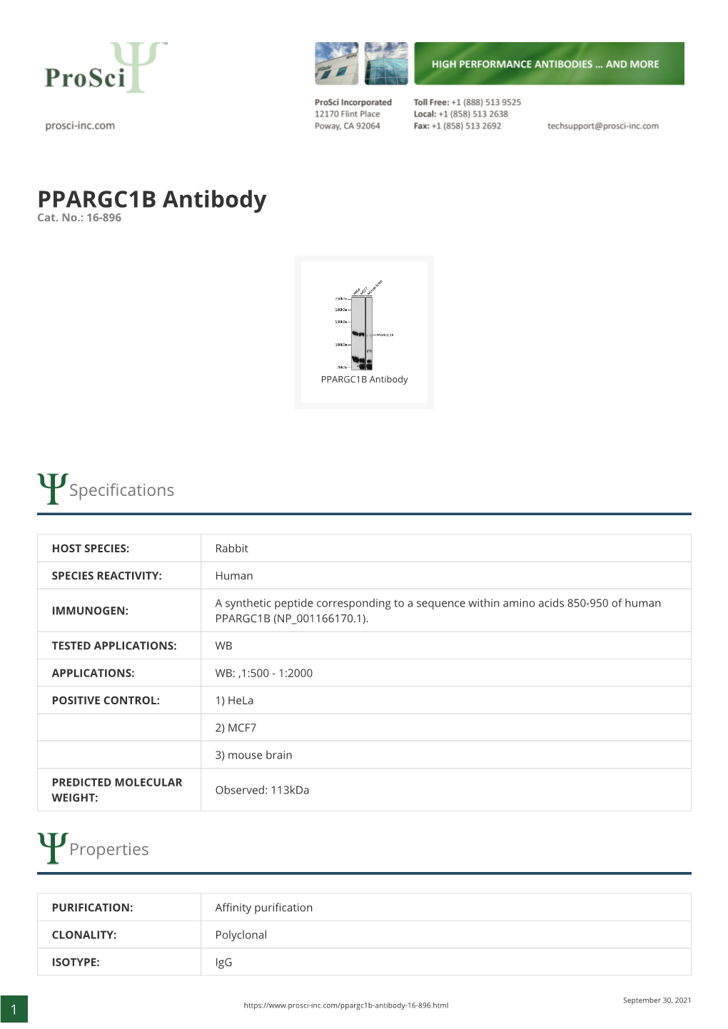 PPARGC1B Antibody Cat