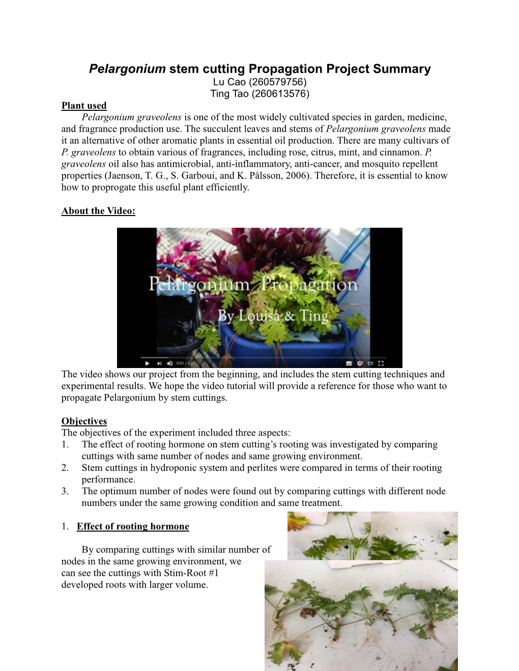 Pelargonium Stem Cutting Propagation Project Summary
