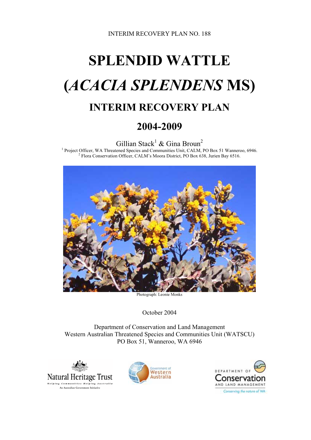 Acacia Splendens Ms)