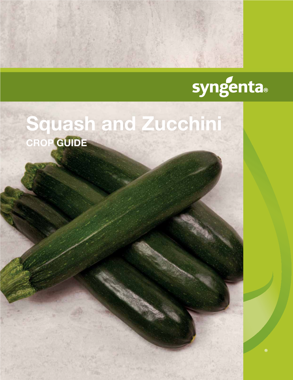 Squash and Zucchini CROP GUIDE Medium Green Zucchini