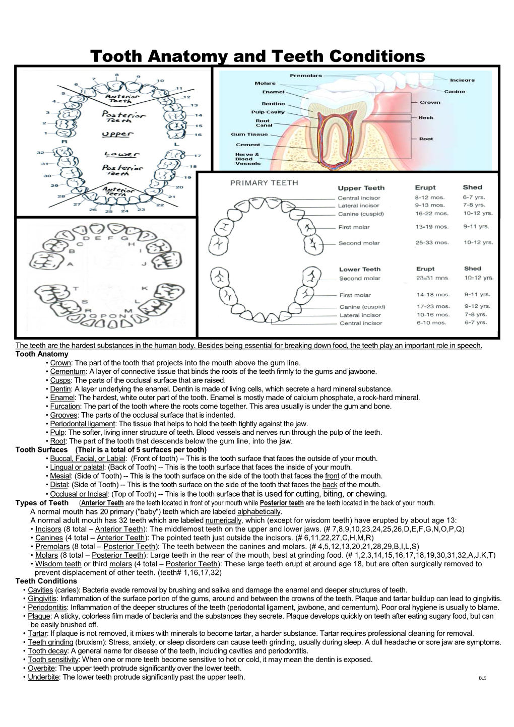 Teeth Anatomy 04