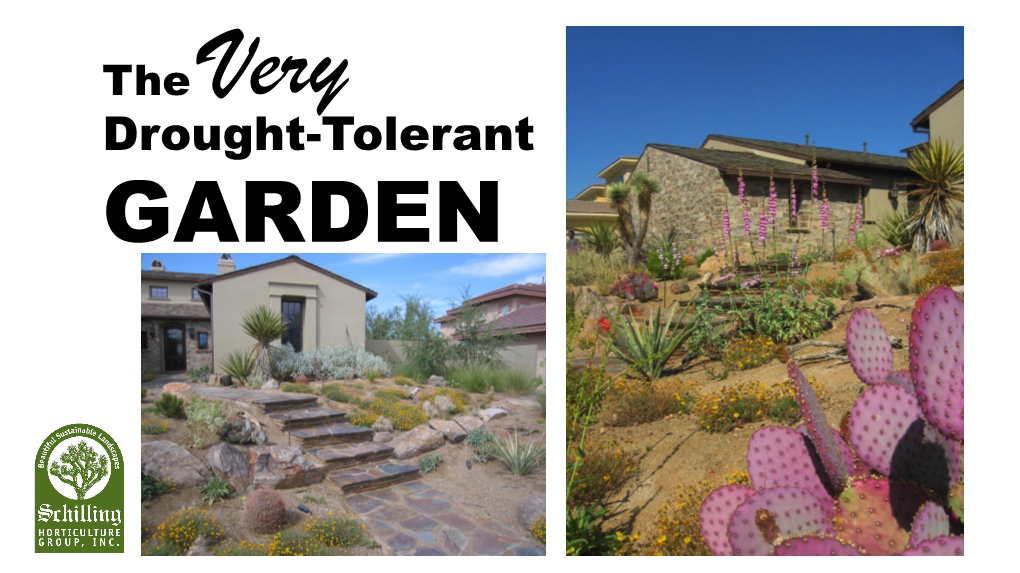 Drought-Tolerant GARDEN Trees Silver Leafed Texas Mountain Laurel Sophora Secundiflora ‘Silver Peso’Or ‘Sierra Silver’