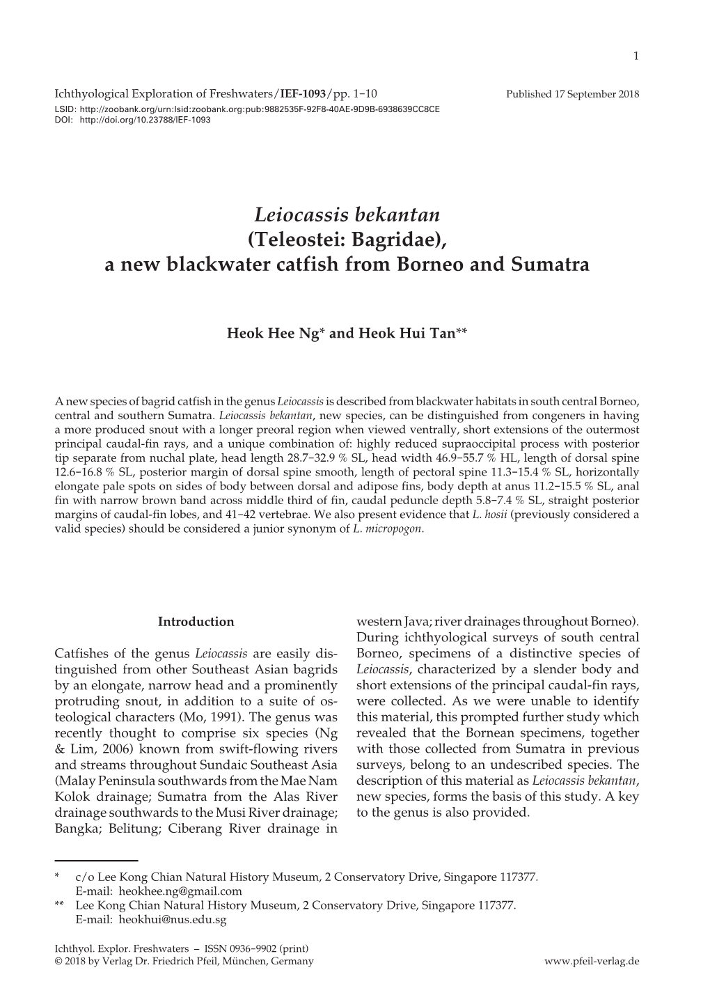 Leiocassis Bekantan (Teleostei: Bagridae), a New Blackwater Catfish from Borneo and Sumatra