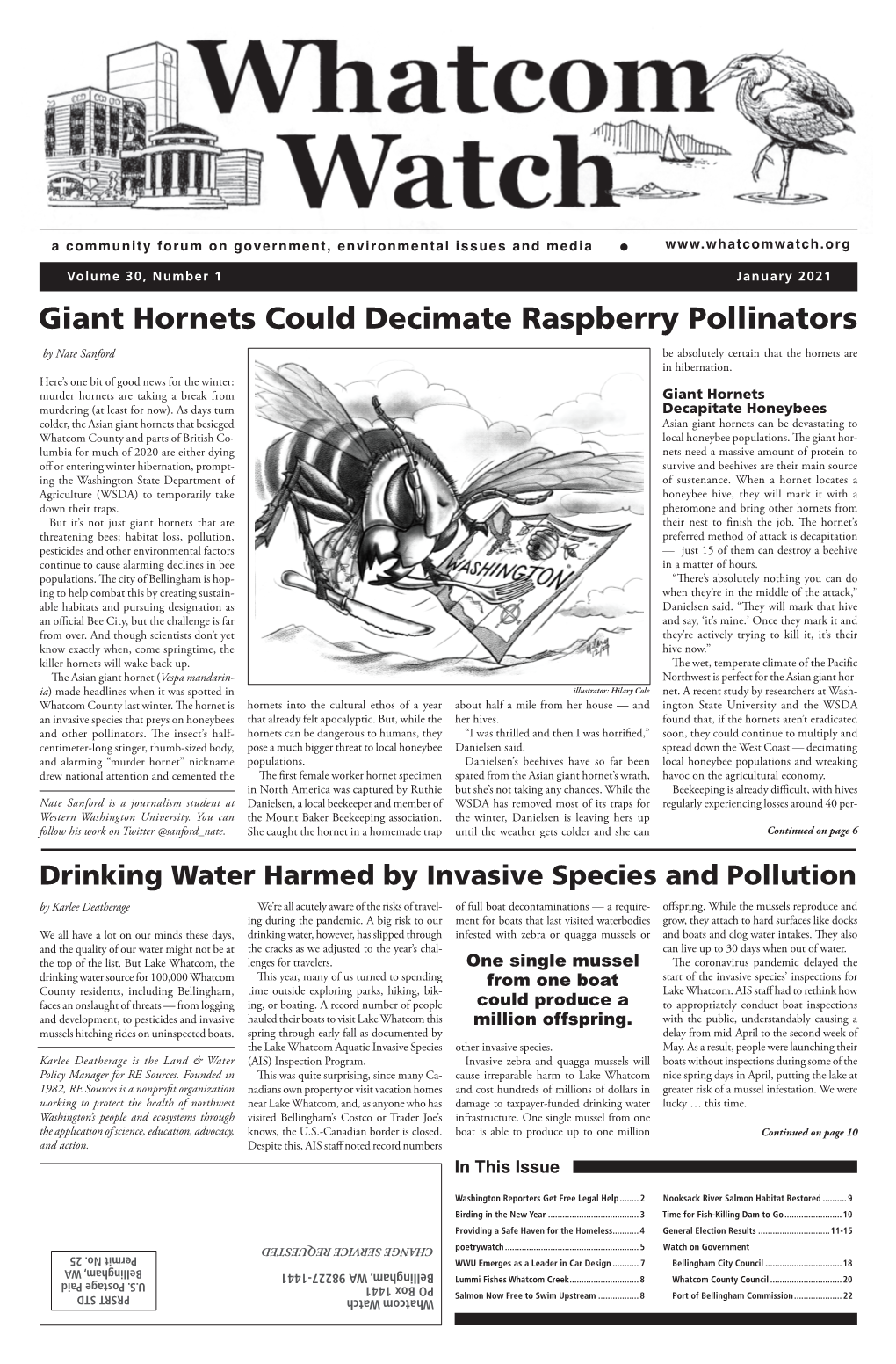 Giant Hornets Could Decimate Raspberry Pollinators