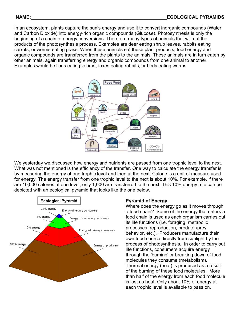 Food Chains, Food Webs and Ecological Pyramids