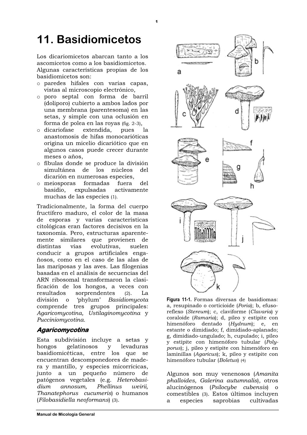 11 Basidiomicetos.Pdf