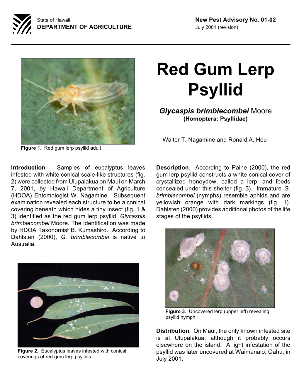 Red Gum Lerp Psyllid