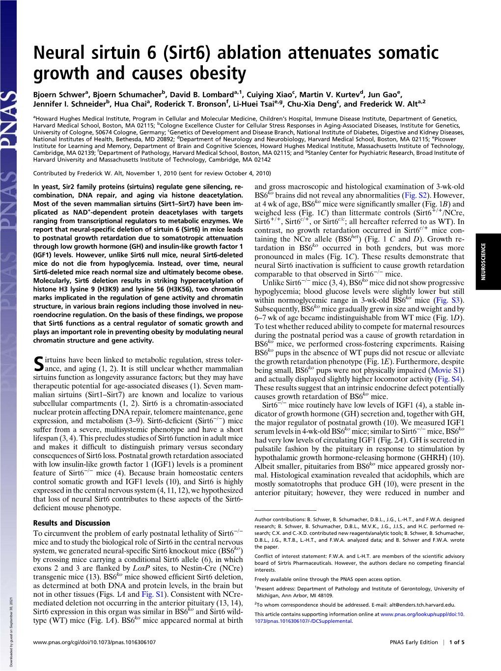 (Sirt6) Ablation Attenuates Somatic Growth and Causes Obesity