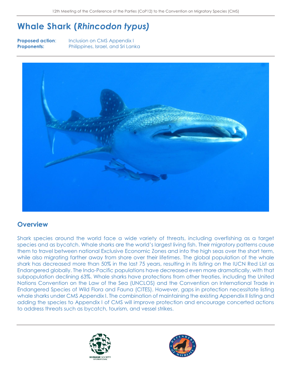 Whale Shark (Rhincodon Typus)