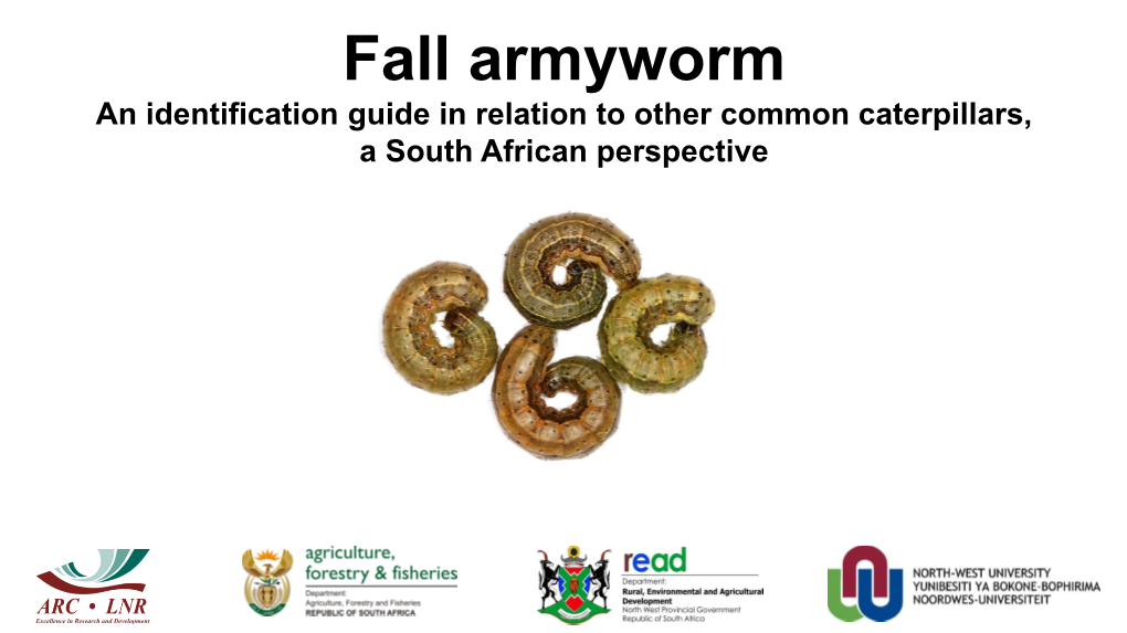 Fall Armyworm. an Identification Guide in Relation to Other Common