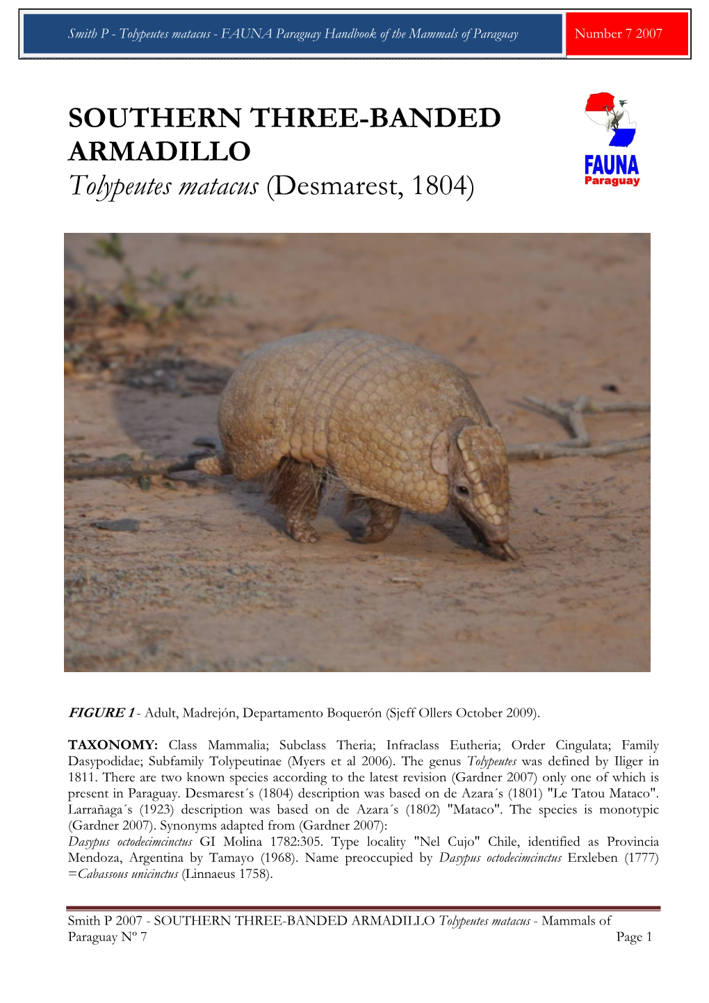 SOUTHERN THREE-BANDED ARMADILLO Tolypeutes Matacus (Desmarest, 1804)