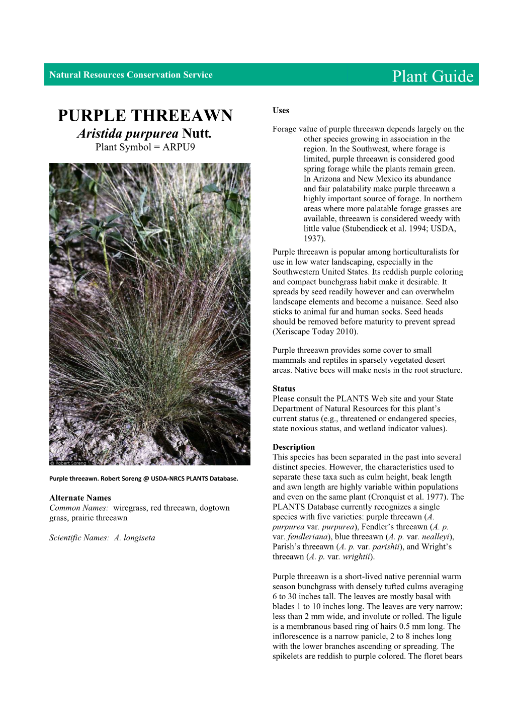 Plant Guide for Purple Threeawn (Aristida Purpurea)