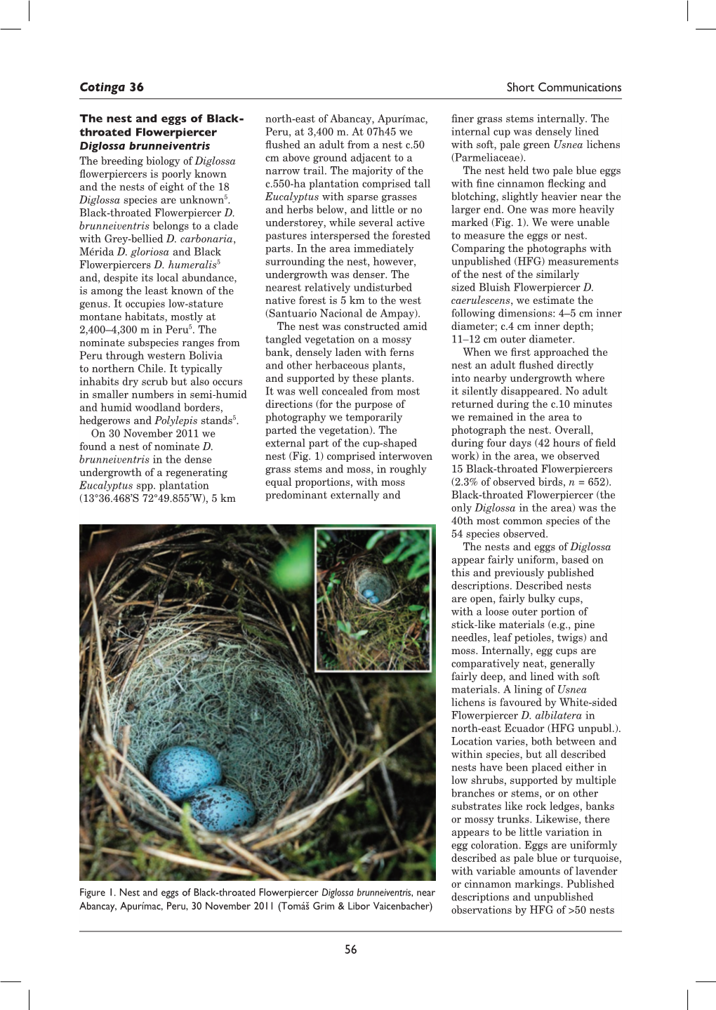 The Nest and Eggs of Black-Throated Flowerpiercer Diglossa Brunneiventris