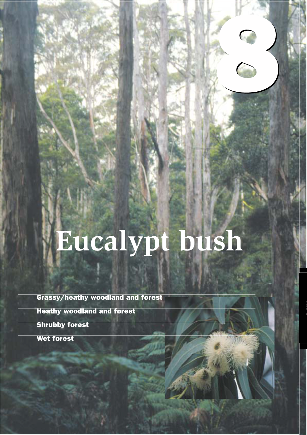 Eucalypt Bush