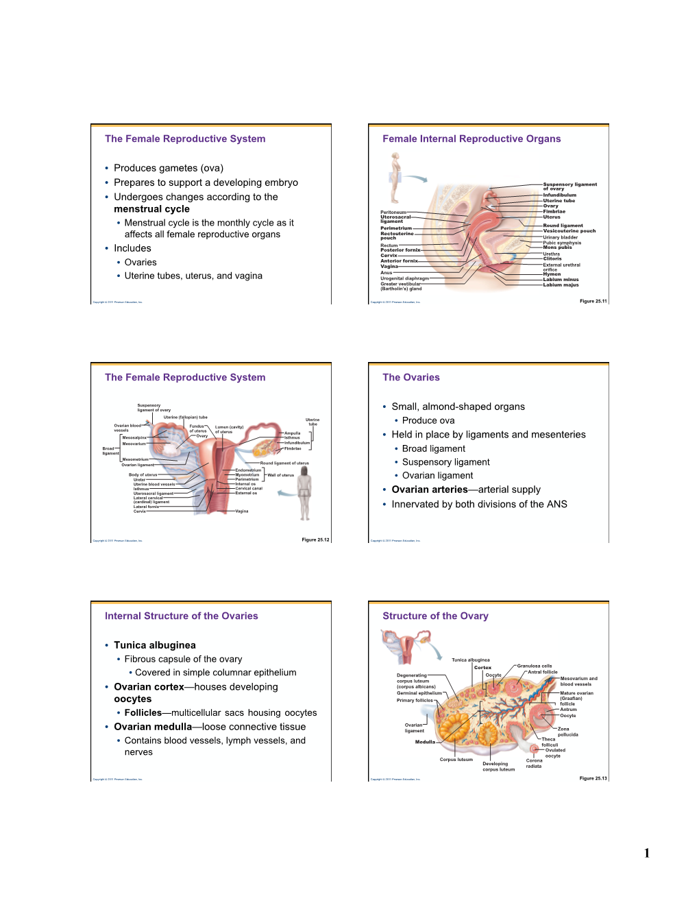 The Female Reproductive System • Produces Gametes (Ova) • Prepares