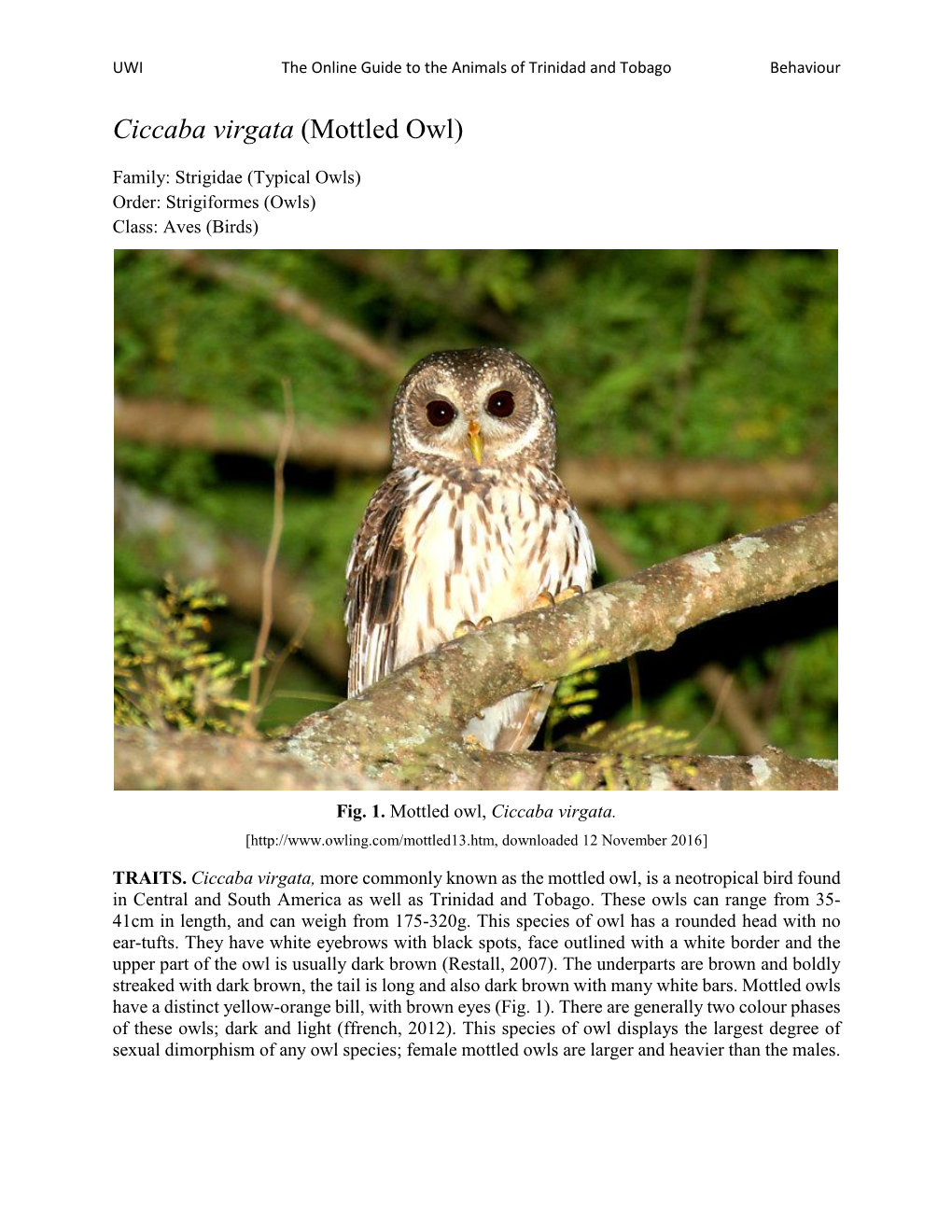 Ciccaba Virgata (Mottled Owl)