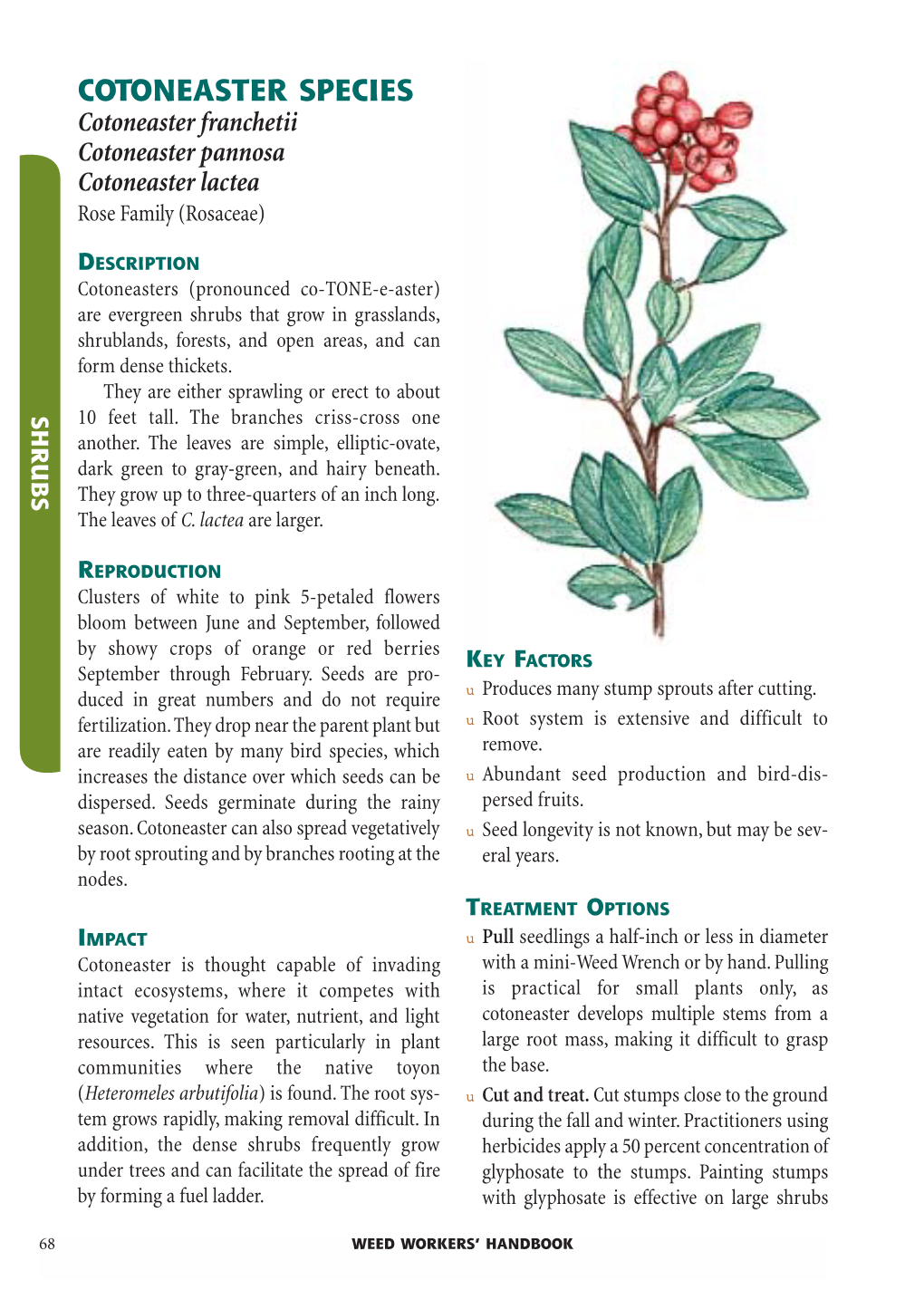 Cotoneaster Species Cotoneaster