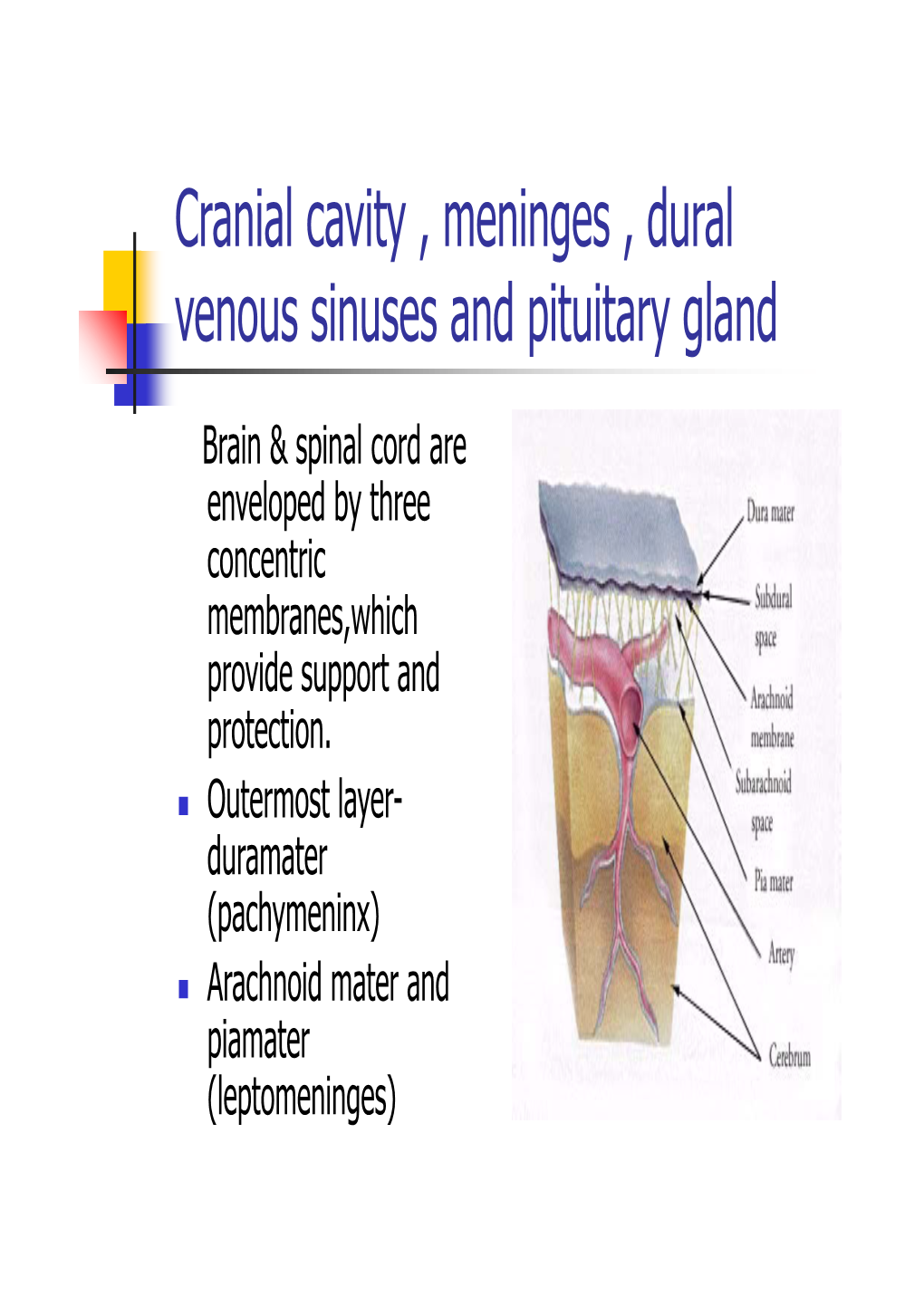 Cranial Cavity , Meninges , Dural Venous Sinuses and Pituitary Gland