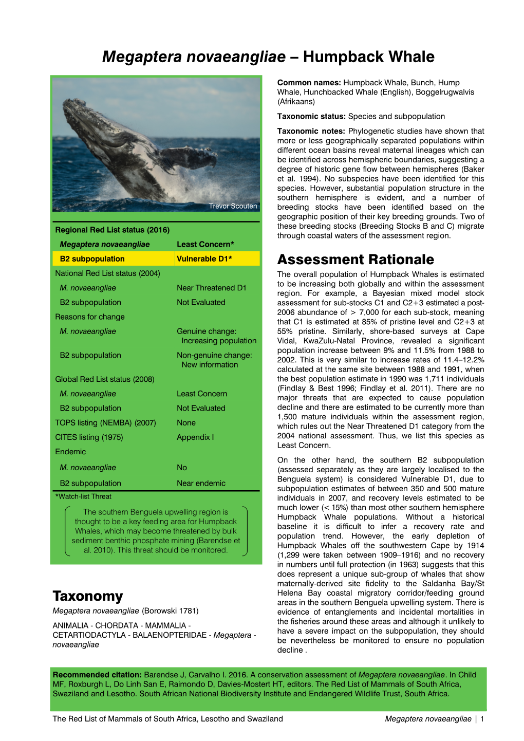 Megaptera Novaeangliae – Humpback Whale
