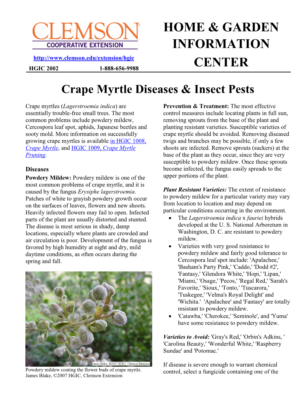 Crape Myrtle Diseases & Insect Pests