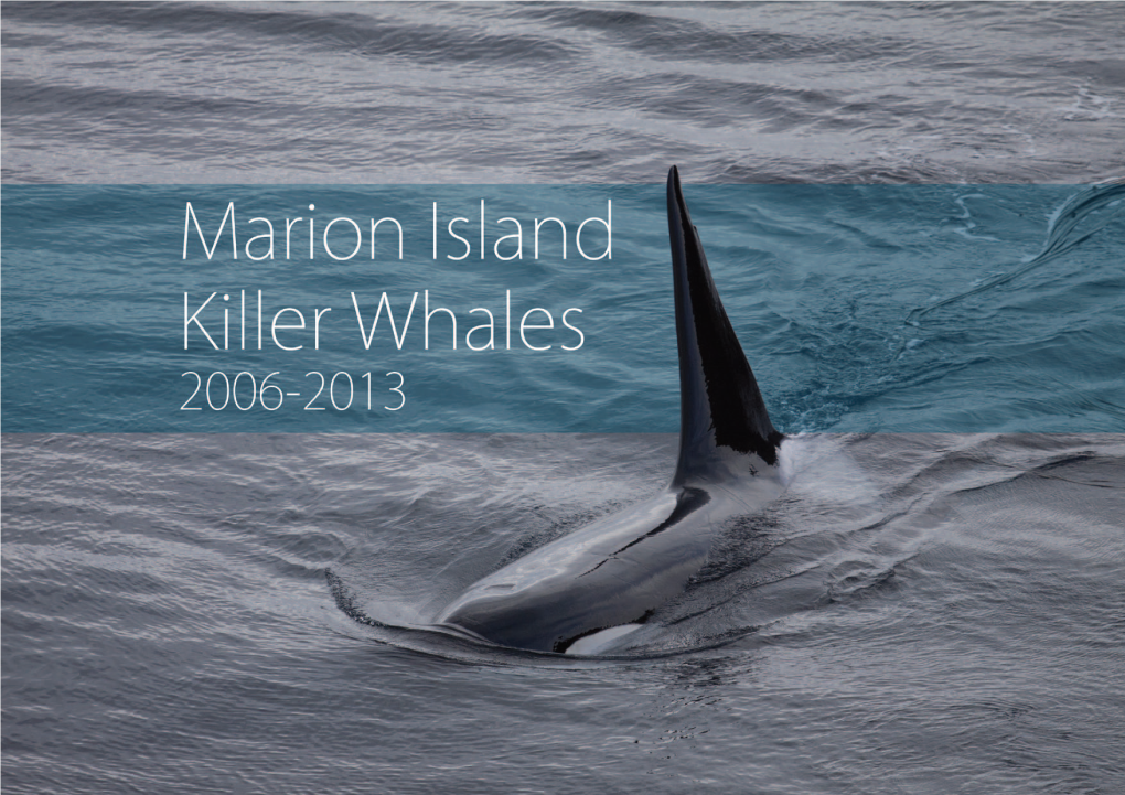 Marion Island Killer Whales 2006-2013