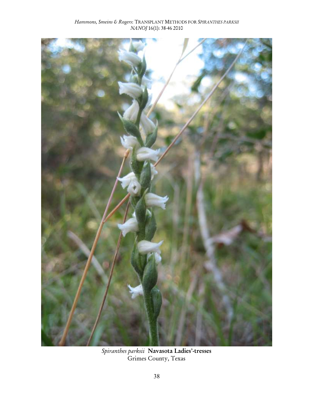 38 Spiranthes Parksii Navasota Ladies