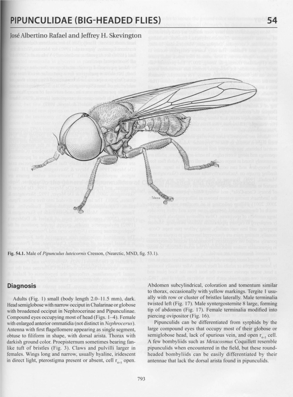 Pipunculidae (Big-Headed Flies) 54