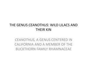 The Genus Ceanothus: Wild Lilacs and Their Kin