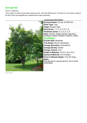 Acer Ginnala (Amur Maple) Amur Maple Is a Small, Low-Branched, Deciduous Tree with Three-Lobed Leaves