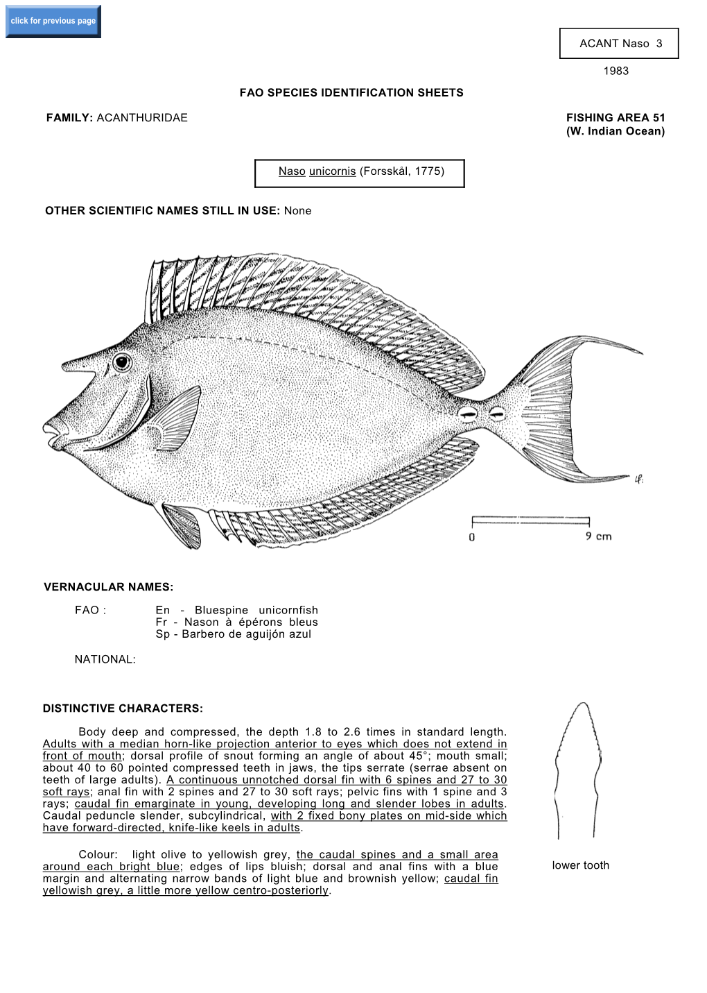 Naso Unicornis (Forsskål, 1775)