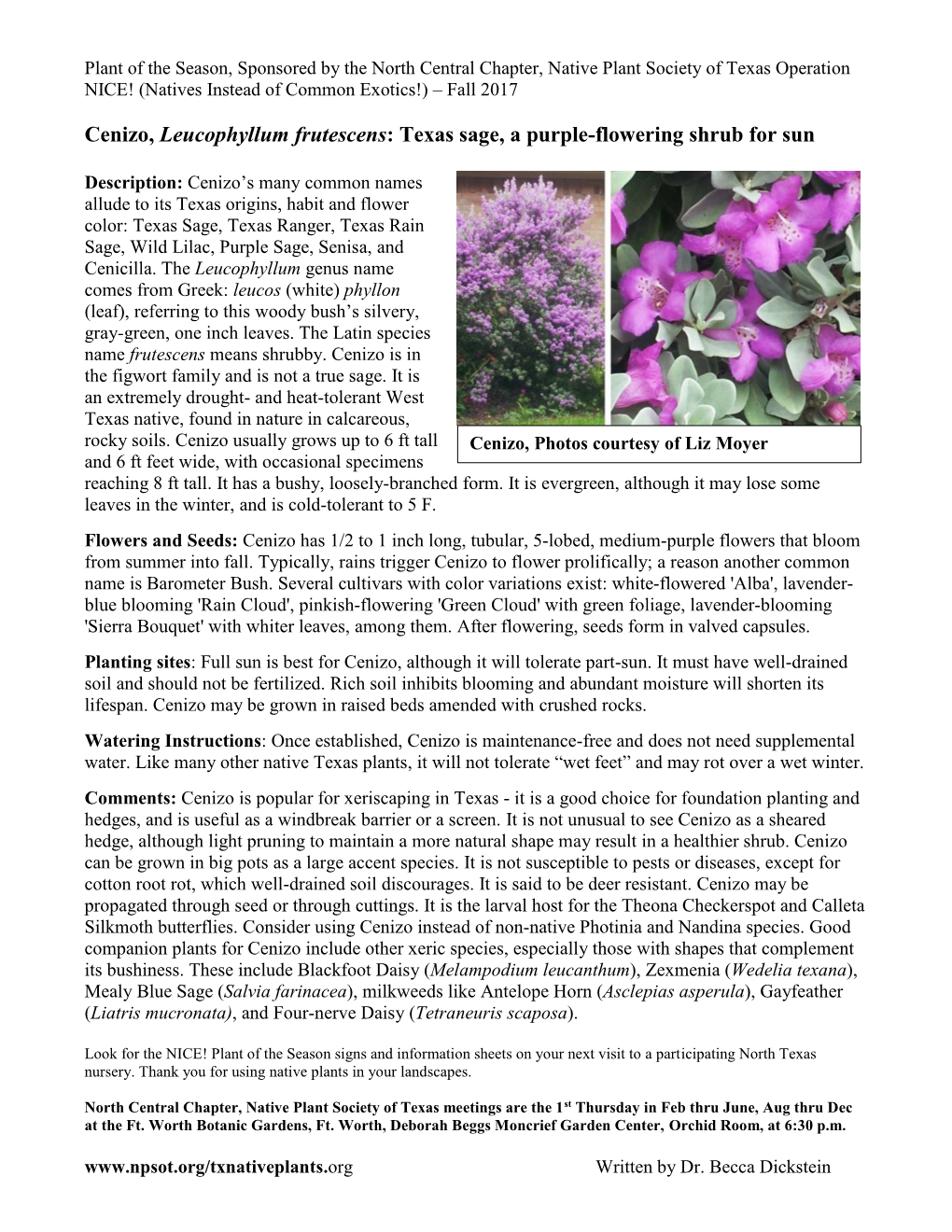 Cenizo, Leucophyllum Frutescens: Texas Sage, a Purple-Flowering Shrub for Sun