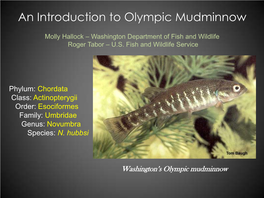 An Introduction to Olympic Mudminnow