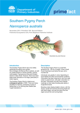 Southern Pygmy Perch Nannoperca Australis