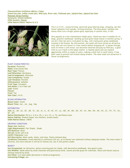 Chasmanthium Latifolium (Michx.) Yates Inland Sea Oats, Indian Wood Oats, Wild Oats, River Oats, Flathead Oats, Upland Oats