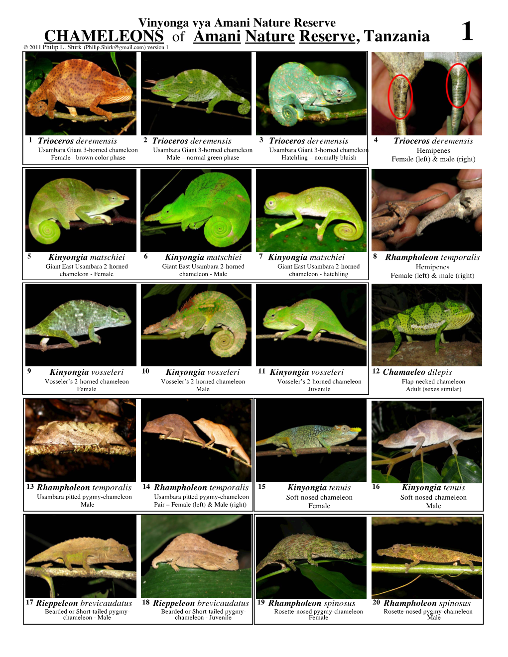 CHAMELEONS of Amani Nature Reserve, Tanzania 1 © 2011 Philip L