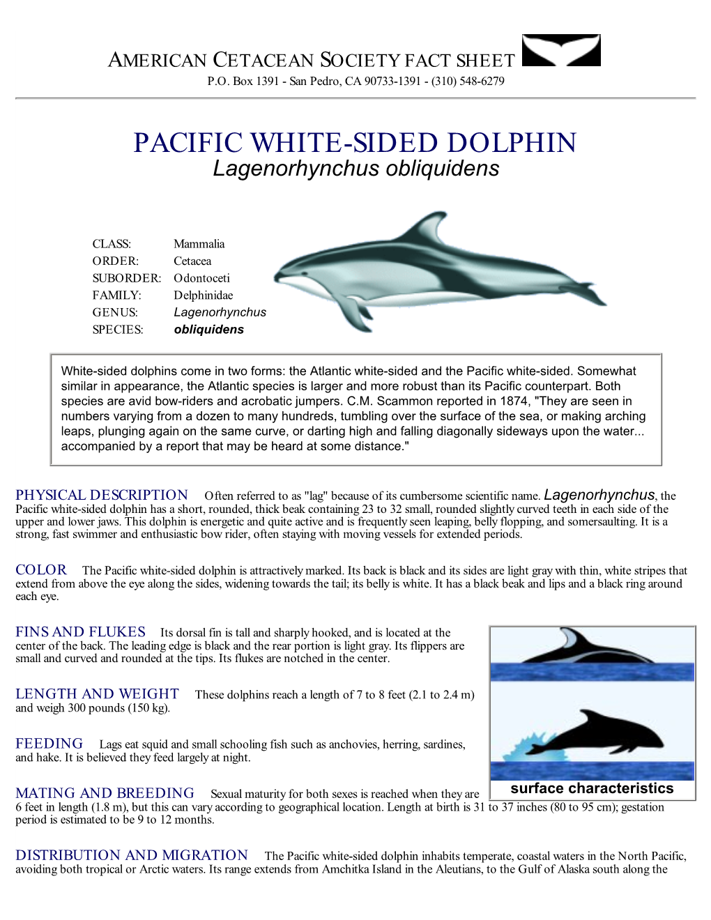 PACIFIC WHITE-SIDED DOLPHIN Lagenorhynchus Obliquidens