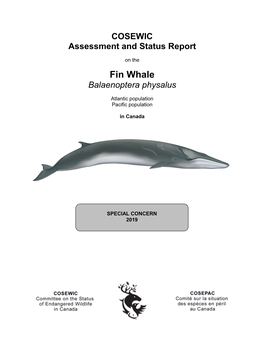 Fin Whale Balaenoptera Physalus