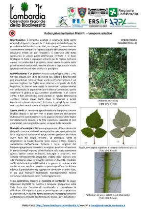 Rubus Phoenicolasius Maxim. – Lampone Asiatico