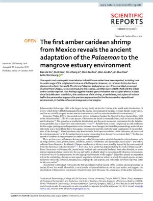 The First Amber Caridean Shrimp from Mexico Reveals the Ancient