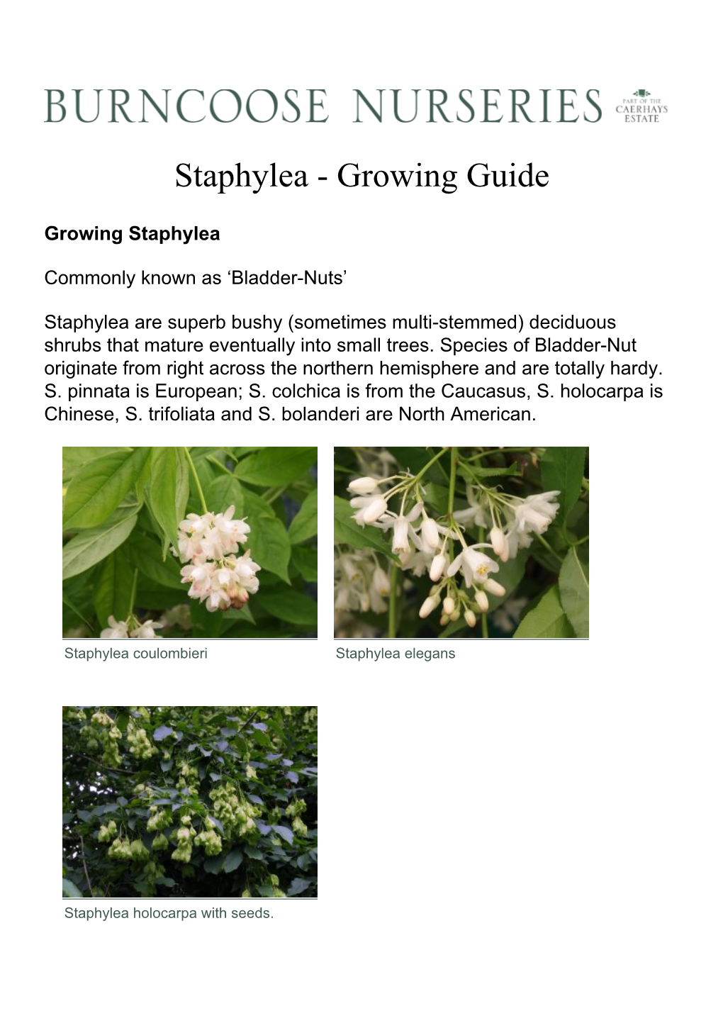 Staphylea Holocarpa with Seeds