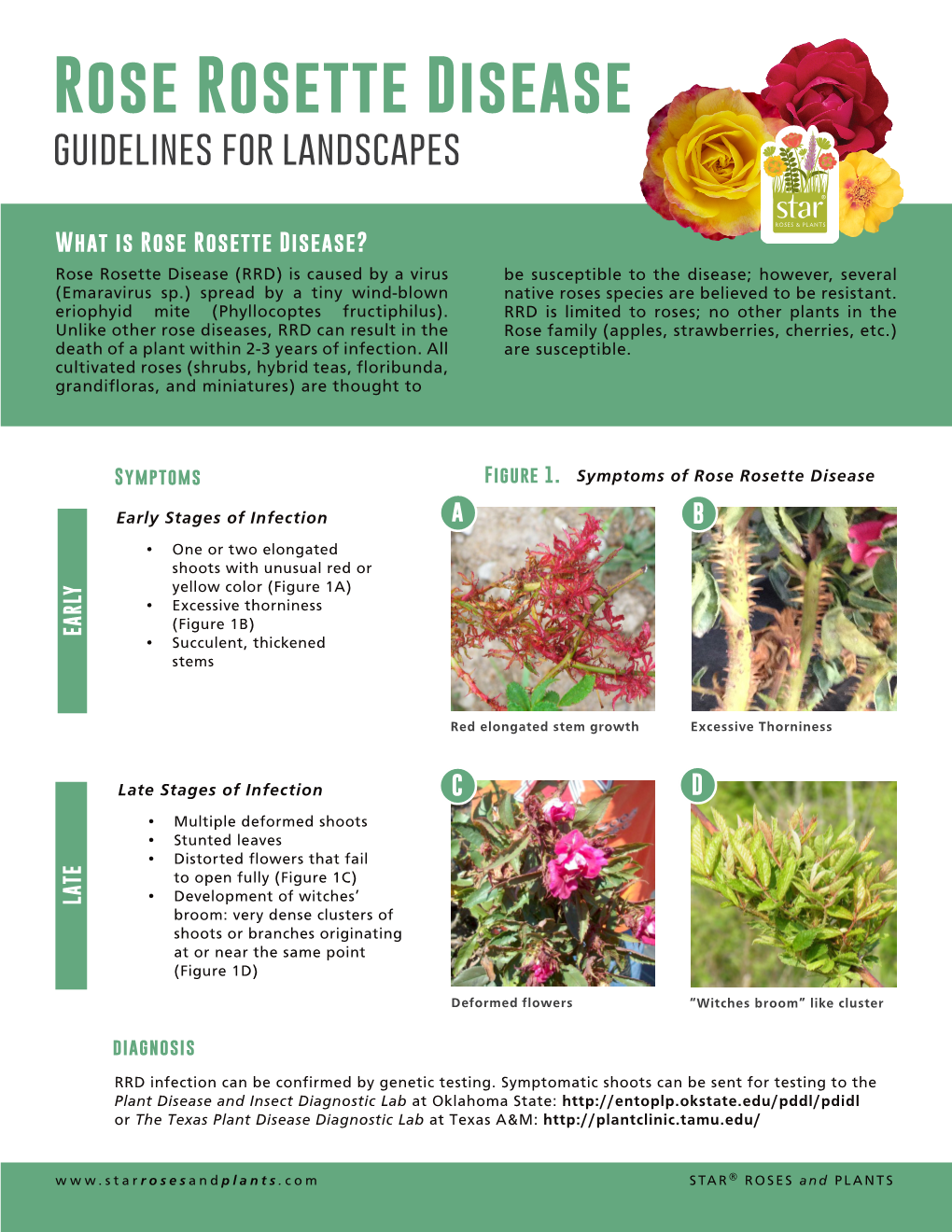 Rose Rosette Disease Guidelines for Landscapes