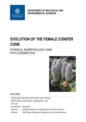 Evolution of the Female Conifer Cone Fossils, Morphology and Phylogenetics
