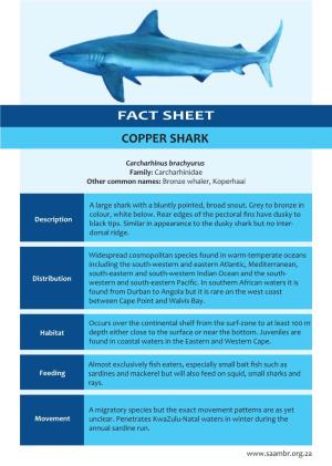 Copper Shark